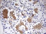 STK11 Antibody in Immunohistochemistry (Paraffin) (IHC (P))