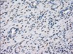 STK3 Antibody in Immunohistochemistry (Paraffin) (IHC (P))