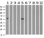 STK3 Antibody in Western Blot (WB)