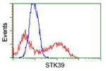 STK39 Antibody in Flow Cytometry (Flow)