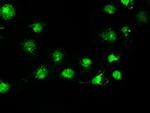 STK39 Antibody in Immunocytochemistry (ICC/IF)