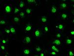 STK39 Antibody in Immunocytochemistry (ICC/IF)