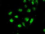 STK39 Antibody in Immunocytochemistry (ICC/IF)