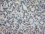 STK39 Antibody in Immunohistochemistry (Paraffin) (IHC (P))