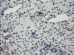 STK39 Antibody in Immunohistochemistry (Paraffin) (IHC (P))