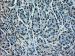 STK39 Antibody in Immunohistochemistry (Paraffin) (IHC (P))