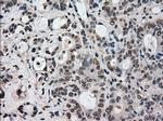 STK39 Antibody in Immunohistochemistry (Paraffin) (IHC (P))