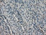 STK39 Antibody in Immunohistochemistry (Paraffin) (IHC (P))