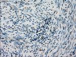 STK39 Antibody in Immunohistochemistry (Paraffin) (IHC (P))