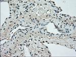 STK39 Antibody in Immunohistochemistry (Paraffin) (IHC (P))