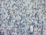 STK39 Antibody in Immunohistochemistry (Paraffin) (IHC (P))