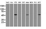 STK39 Antibody in Western Blot (WB)