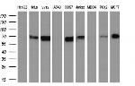 STK39 Antibody in Western Blot (WB)