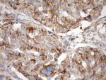 STOML2 Antibody in Immunohistochemistry (Paraffin) (IHC (P))