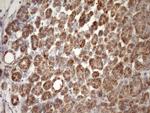 STOML2 Antibody in Immunohistochemistry (Paraffin) (IHC (P))