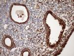 STOML2 Antibody in Immunohistochemistry (Paraffin) (IHC (P))