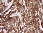 STOML2 Antibody in Immunohistochemistry (Paraffin) (IHC (P))