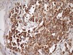 STOML2 Antibody in Immunohistochemistry (Paraffin) (IHC (P))