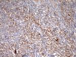 STOML2 Antibody in Immunohistochemistry (Paraffin) (IHC (P))