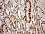 STOML2 Antibody in Immunohistochemistry (Paraffin) (IHC (P))