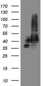 STOML2 Antibody in Western Blot (WB)