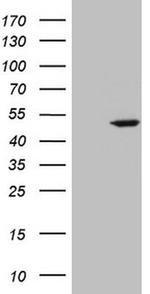 STOML2 Antibody in Western Blot (WB)