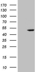 STOML2 Antibody in Western Blot (WB)