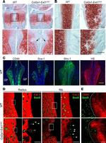 STRO-1 Antibody in Immunocytochemistry, Immunohistochemistry (ICC/IF, IHC)