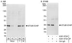 STUB1/CHIP Antibody in Western Blot (WB)