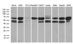 STX18 Antibody in Western Blot (WB)