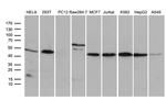 STX18 Antibody in Western Blot (WB)