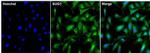 PSMC5 Antibody in Immunocytochemistry (ICC/IF)