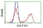 SULT1A1 Antibody in Flow Cytometry (Flow)