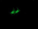 SULT1A1 Antibody in Immunocytochemistry (ICC/IF)