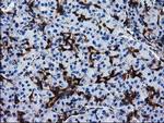 SULT1A1 Antibody in Immunohistochemistry (Paraffin) (IHC (P))