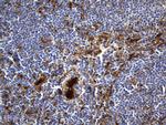 SULT1A3 Antibody in Immunohistochemistry (Paraffin) (IHC (P))