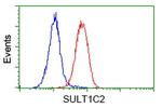 SULT1C2 Antibody in Flow Cytometry (Flow)