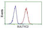 SULT1C2 Antibody in Flow Cytometry (Flow)