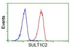 SULT1C2 Antibody in Flow Cytometry (Flow)