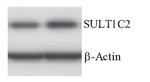 SULT1C2 Antibody in Western Blot (WB)