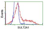 SULT2A1 Antibody in Flow Cytometry (Flow)