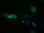 SULT2A1 Antibody in Immunocytochemistry (ICC/IF)