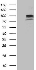 SUOX Antibody in Western Blot (WB)