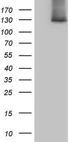 SUPT16H Antibody in Western Blot (WB)