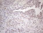 SUPT3H Antibody in Immunohistochemistry (Paraffin) (IHC (P))