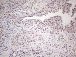 SUPT3H Antibody in Immunohistochemistry (Paraffin) (IHC (P))