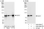 SUV3 Antibody in Western Blot (WB)