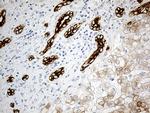 SYNE1 Antibody in Immunohistochemistry (Paraffin) (IHC (P))