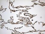 SYNE1 Antibody in Immunohistochemistry (Paraffin) (IHC (P))