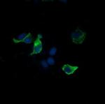 SYP Antibody in Immunocytochemistry (ICC/IF)